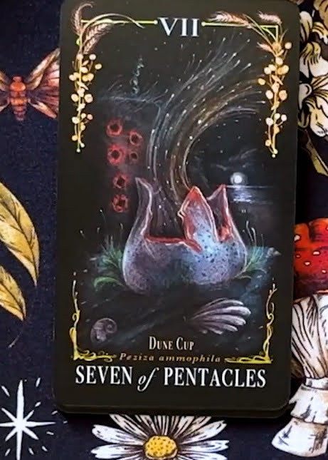 Midnight Magic: A Tarot Deck of Mushrooms